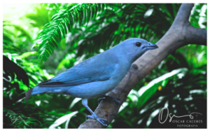 15.Volar__