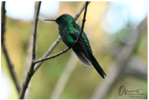 19.Volar__