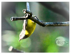 5.Volar__